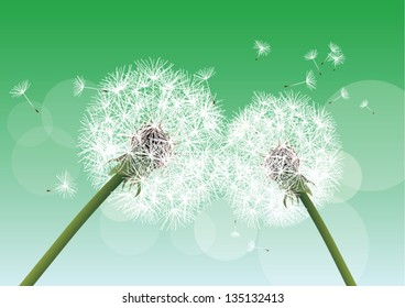 vector dandelion on green