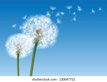 Vector Dandelion On Wind Loses Integrity Stock Vector Royalty Free Shutterstock