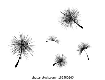 Vector dandelion seeds blown in the wind 