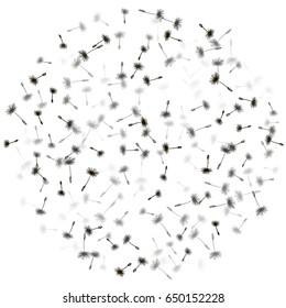 Vector dandelion seeds circle. Floral round design with plant elements. Dandelion feather fluff, flower seed illustration. Print, ornament, decorative black and white pattern.