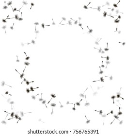 Vector dandelion seeds round frame. Floral border design with plant elements. Dandelion feather fluff, flower seed illustration. Print, ornament, decorative black and white pattern with text place.
