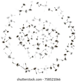 Vector dandelion seeds round frame. Floral border design with plant elements. Dandelion feather fluff, flower seed illustration. Print, ornament, decorative black and white pattern with text place.