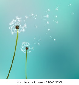 Vector Dandelion silhouette. Flying dandelion flower buds blow summer background.