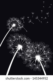 vector dandelions on black