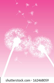 vector dandelions on pink background