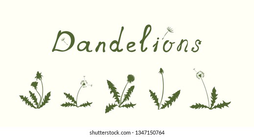 vector dandelions set, leaves, buds, dandelion flowers, dandelion seeds 