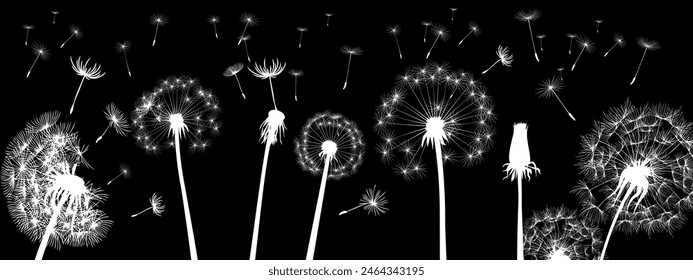 vector dandelionwhite fluff with seeds flies away in the wind on a black background