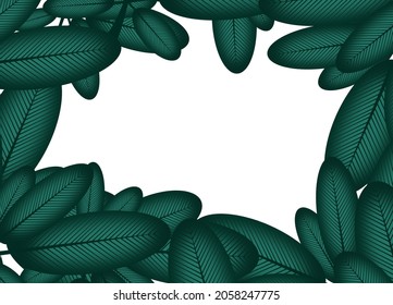 Vector of dark leaves on a white background. There is a white space for inserting text. Natural background.