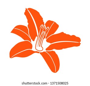 vector daylily flower isolated on white background