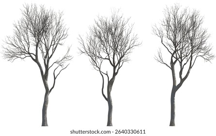 Vector dead tree branches cutout, dry tree branch shapes, silhouette bare trees, leafless twigs, transparent, isolated elements, clip art, barren tree limbs, winter trees