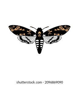 Vector death's-head hawkmoth, Acherontia atropos, drawing butterfly, hand drawn illustration