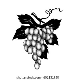 Vector decoration - grapes / Graphic vector illustration, grapes drawing sketch