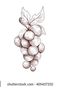 Vector decoration - grapes, hand draw picture