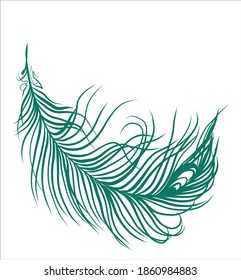 vector decorative background for design with light bird feather