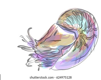 VECTOR Decorative background for design with seashells