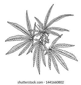 Vector Decorative branch of big hemp with leaves