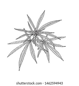 Vector Decorative branch of big hemp with leaves