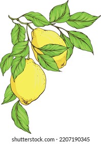 Vector decorative corner from branches with yellow fresh juicy lemons and green leaves. Element for design card, poster, invitation, illustration about harvest or vitamin, healthy natural food.