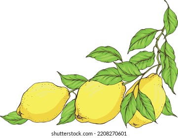 Vector decorative corner from fresh ripe sunny yellow lemons on branch with green leaves. Elements for design card, poster, invitation, illustration about summer, vitamins, natural healthy food.