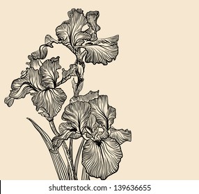 Vector decorative designs of iris flowers?