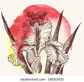 Vector decorative designs of iris flowers watercoclor
