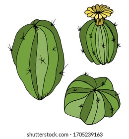 Vector decorative drawing of a cactus. Nature. Sketch, illustration. 