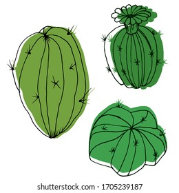 Vector decorative drawing of a cactus. Nature. Sketch, illustration. 