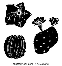 Vector decorative drawing of a cactus. Nature. Sketch, illustration. 