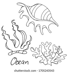 Vector decorative drawing of shells, corals. The seabed, the ocean. Summer. Nature. Sketch, illustration.