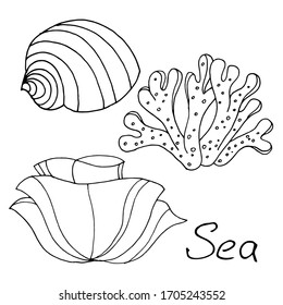 Vector decorative drawing of shells, corals. The seabed, the ocean. Summer. Nature. Sketch, illustration.