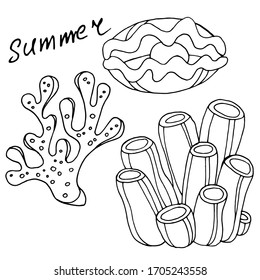 Vector decorative drawing of shells, corals. The seabed, the ocean. Summer. Nature. Sketch, illustration.