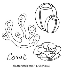 Vector decorative drawing of shells, corals. The seabed, the ocean. Summer. Nature. Sketch, illustration.