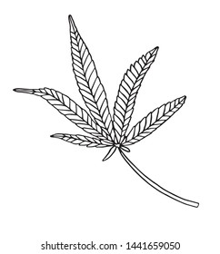 Vector Decorative illustration leave of big hemp on white background