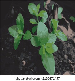 vector decorative plants illustration template
