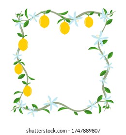 Vector decorative square frame of lemon branch with leaves and flowers.