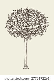 Vector decorative stylized drawing of an orange tree with a round crown and oranges. In the style of a medieval vintage engraving.