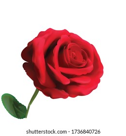 vector rojo profundo, flor rosa con hojas verdes 