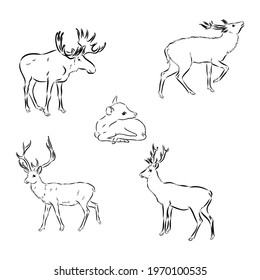 vector - Deer - hand draw , isolated on background