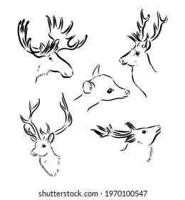 vector - Deer - hand draw , isolated on background