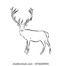 vector - Deer - hand draw , isolated on background