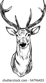 vector - Deer - hand draw , isolated on background