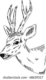 vector - Deer - hand draw , isolated on background