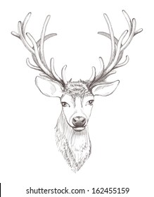Vector deer head isolated. 