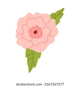 Vector delicate flower in soft pink color. Peony or rose in flat design. Elegant blossom flower with leaves. 