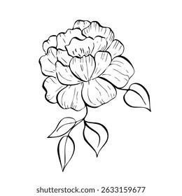 Vector delicate peony, tulip, begonia, aster, eustoma, rosehip with leaves. Hand painted linear contour flower. Graphic clipart isolated. Botanical, tattoo and wedding illustration. For designers