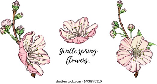 vector delicate spring flower arrangement
