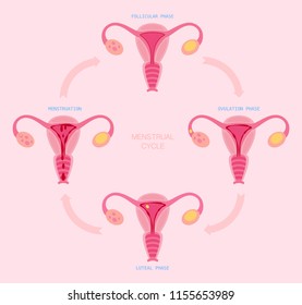 Vector demonstration the phase of the menstrual cycle