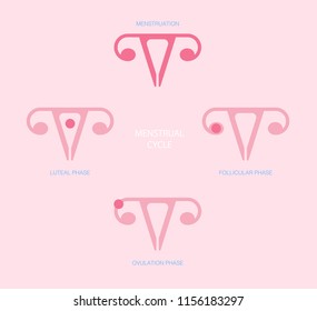 Vector demonstration the phase of the menstrual cycle in a minimal flat style.