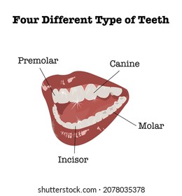 1,831 Dental mouth diagram Images, Stock Photos & Vectors | Shutterstock