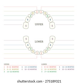 Dental Chart Of Baby Teeth